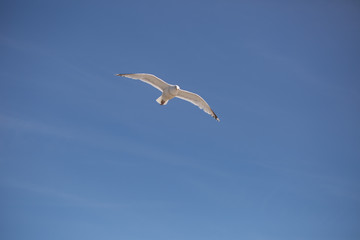 seagull in blue sky