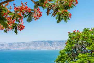 View of the Sea of Galilee, Tiberias, Israel - obrazy, fototapety, plakaty