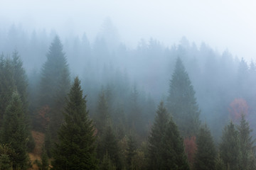 Obraz premium Mglisty poranek w lesie