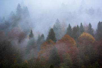 Beautiful forest in the autumn
