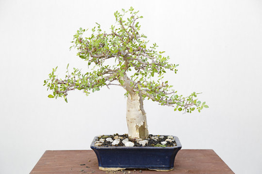Bursera speciosa bonsai on a wooden table and white background