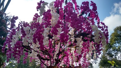 Obraz premium orchid