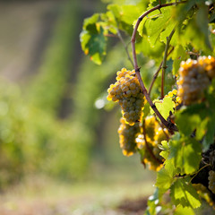 Grappe de raisin dans les vignobles français
