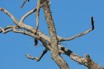 Branches entremélées