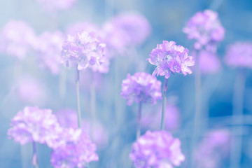 Obraz premium Small purple flowers on the turquoise background in the sunlight. Selective soft focus.