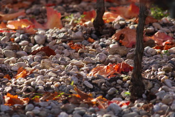 Sol du vignoble de l'appellation Pessac-Léognan en automne, Gironde, France