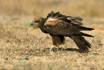 Western marsh harrier. Circus aeroginosus