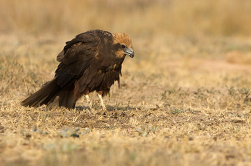 Western marsh harrier. Circus aeroginosus