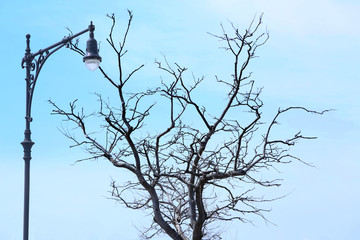 Street light and dry tree with blue sky, a horizontal picture