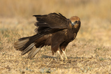 Western marsh harrier. Circus aeroginosus