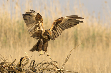Western marsh harrier. Circus aeroginosus