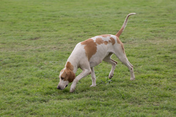 hounds