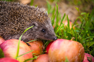 Hedgehog on aplles in nature view