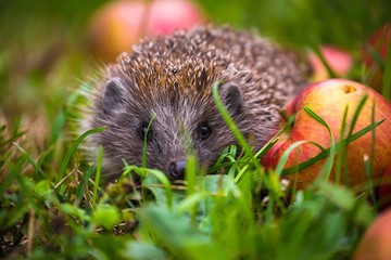 Hedgehog and aplles in nature view