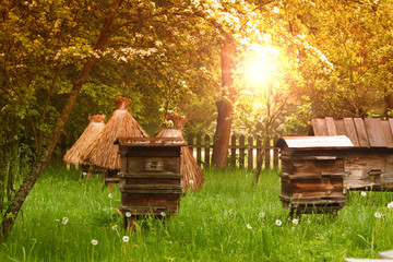 old wooden beehives standing in blooming, spring apple orchard