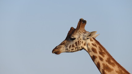 giraffe