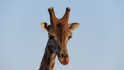 giraffe