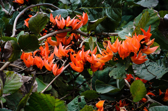 Orange Tropical Flowers 