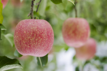 Fresh red apples on trees in a green garden