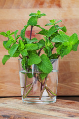 Mint. Green plant. Smell. For tea. Pleasant. calming.