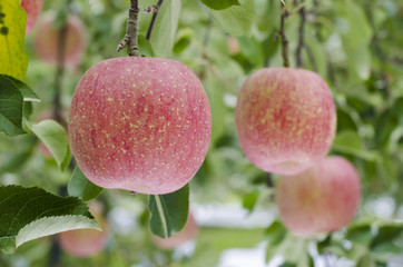 Fresh red apples on trees in a green garden