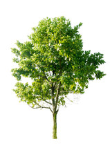 tree isolated on white background