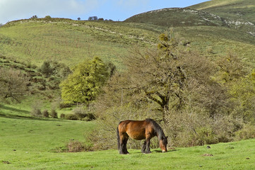 Naklejka premium Horse grazing freely in the mountain