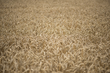 Wheat field in the Pyrenees of Navarra, Spain