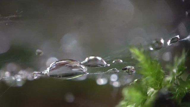 Spinnennetz mit Wassertropfen, Baldachinspinne, Morgentau, Linyphiidae, Spinnne