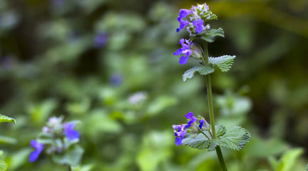 flower mint on the flowerbed