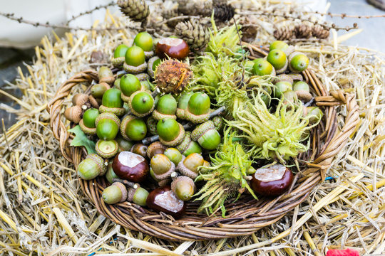 Herbstkorb mit Naturalien