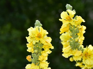 denseflower mullein