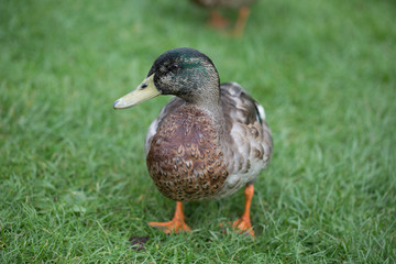 Duck21