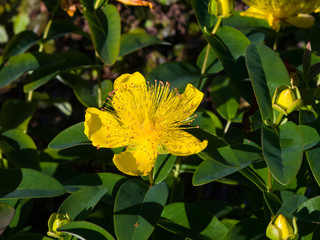 St. John's Wort or Yellow Rose of Sharon, Hypericum calycinum, flower close-up, selective focus, shallow DOF