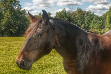 Fototapeta premium 1001 - Brown Beauty 1 (1001-ANI-090817-0104P)