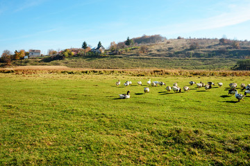 The herd of white adult geese grazing at the countryside on the