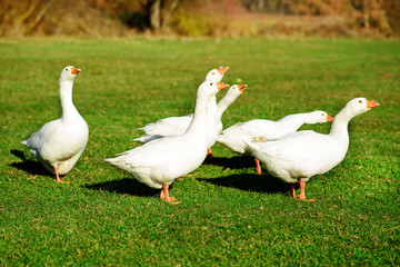Naklejka na ściany i meble The herd of white adult geese grazing at the countryside on the