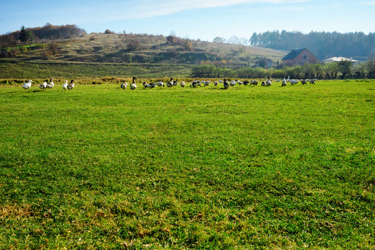 The herd of white adult geese grazing at the countryside on the
