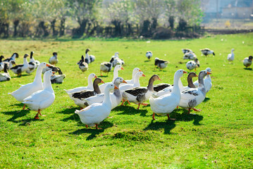 The herd of white adult geese grazing at the countryside on the