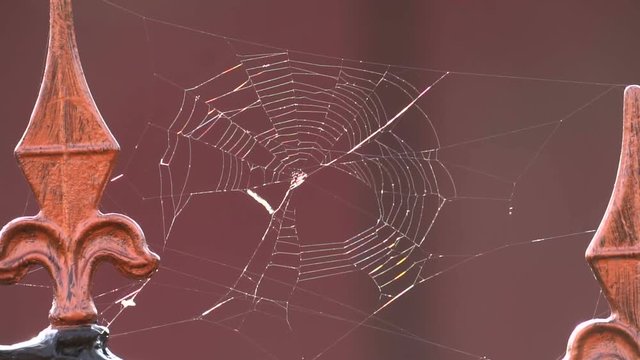 web on a metal fence, close up