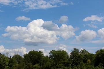 The white fluffy clouds above the treetops of forest.