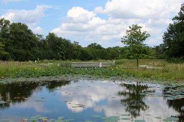 A view of the parks pond and the landscape of the grounds.