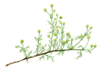 Drawing of a Pineapple weed (Matricaria discoidea) plant - obrazy, fototapety, plakaty