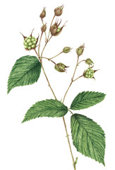 Drawing of a Blackberry (Rubus plicatus) twig - obrazy, fototapety, plakaty