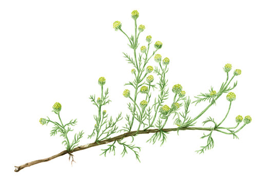 Drawing of a Pineapple weed (Matricaria discoidea) plant