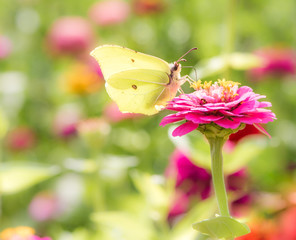 Brimstone Butterfly on a flower blossom