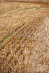 Wheat. Malt. Rostock. Field. Dry. For your design.