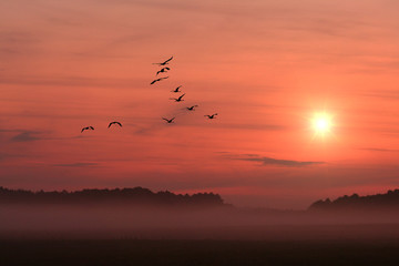 Obraz na płótnie Canvas birds on the background of the setting sun 2