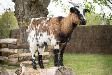 Naklejka na ściany i meble Goat