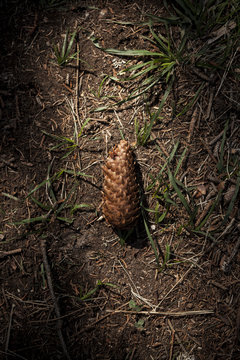 Pine cone